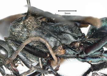 Media type: image;   Entomology 26698 Aspect: thorax lateral